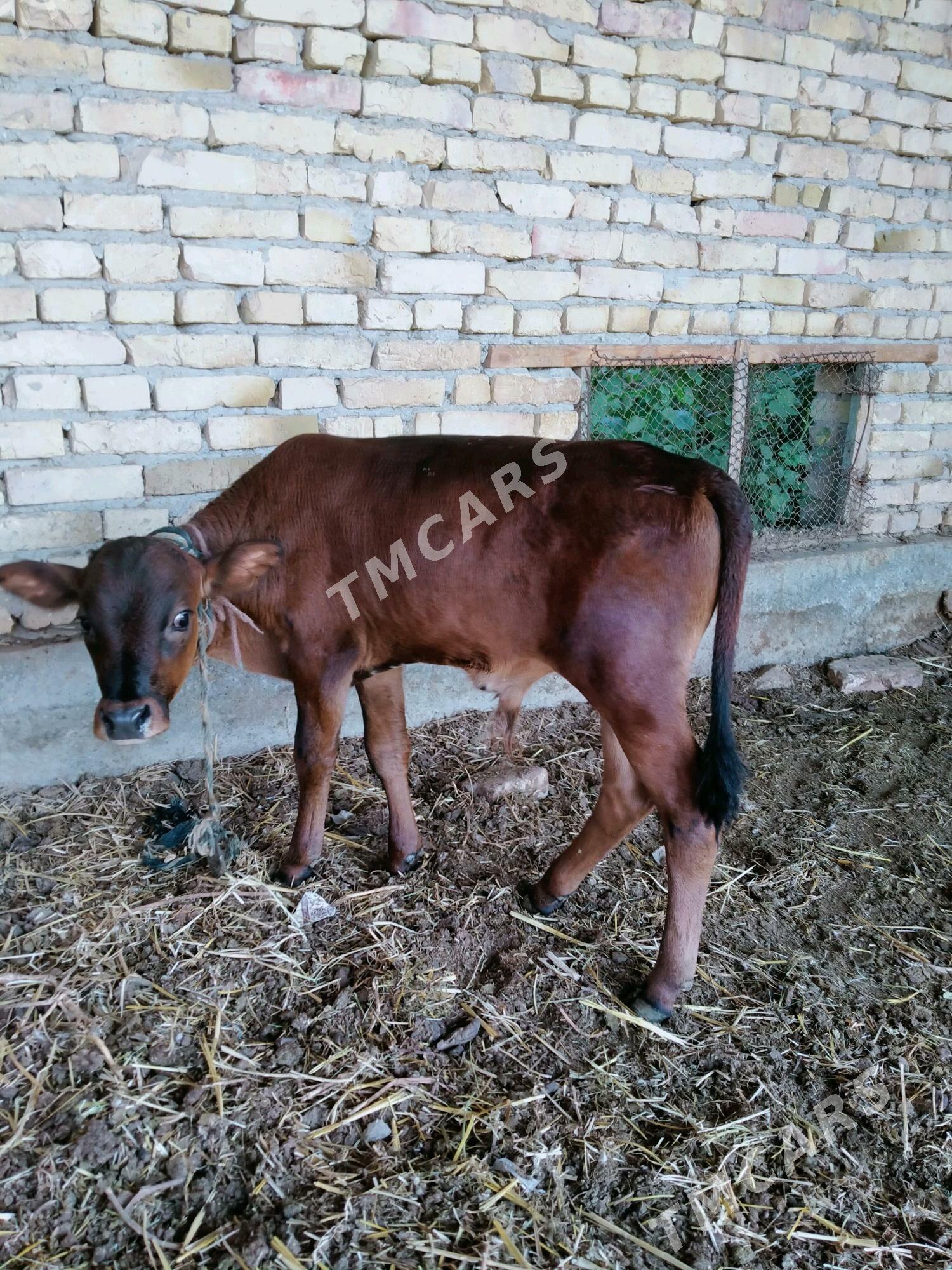okuzce - Çärjew - img 2