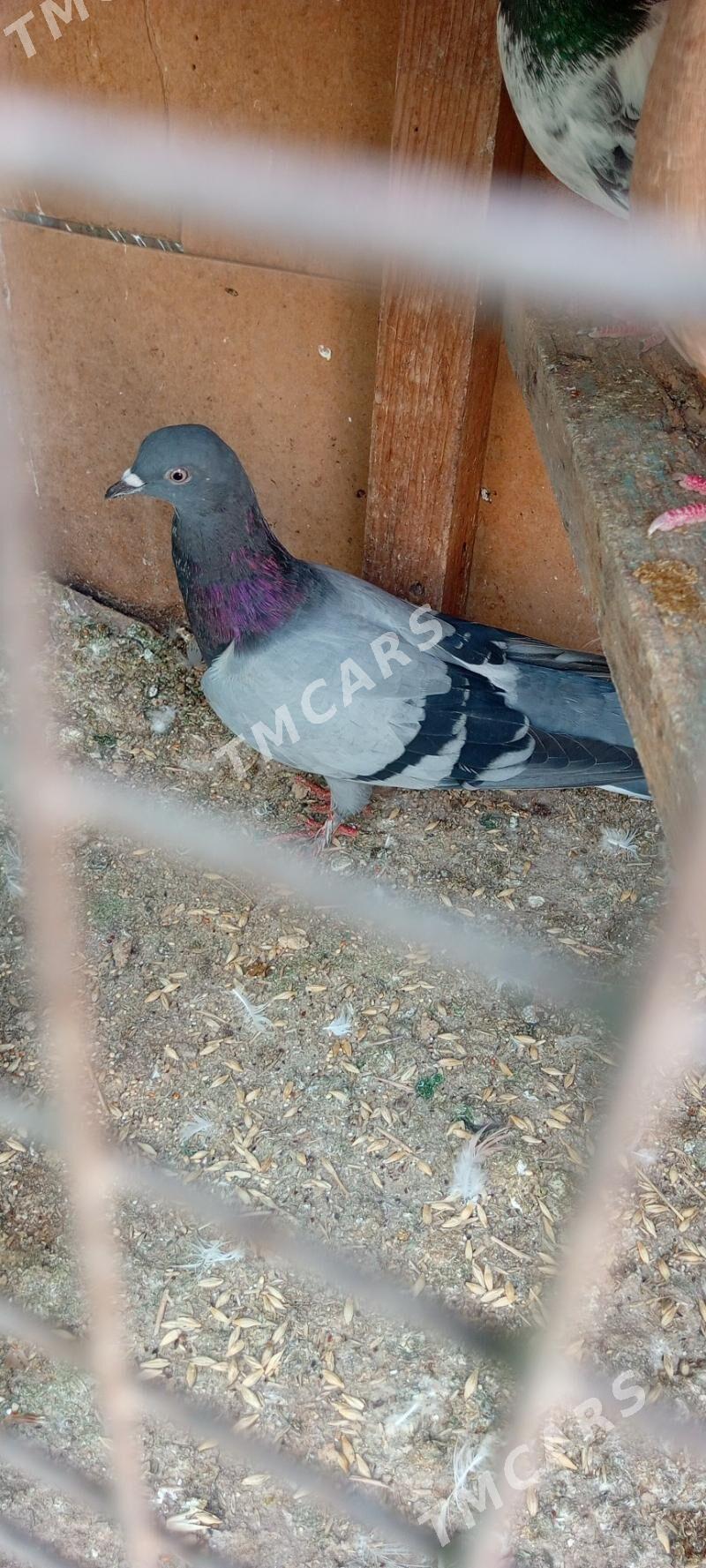 kepderi - Ашхабад - img 4