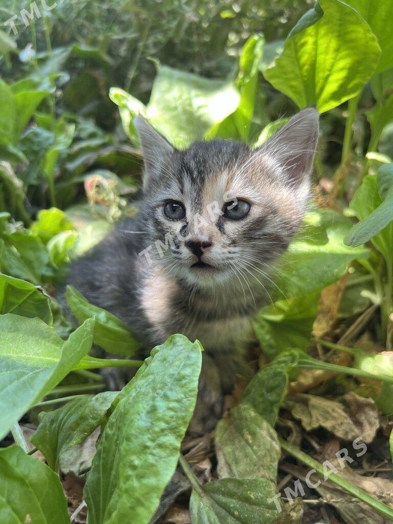 котята - Туркменабат - img 2