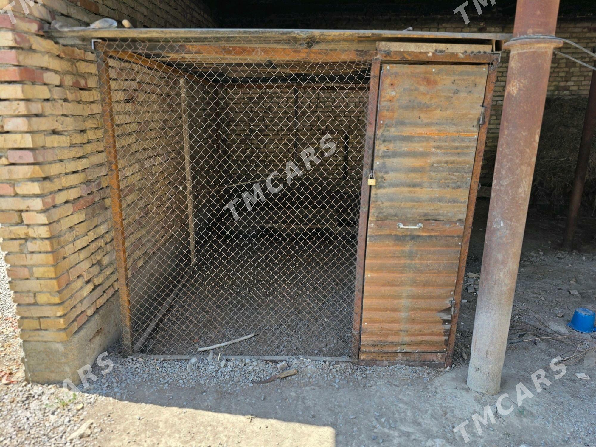 towuk ketek - Gökdepe - img 2