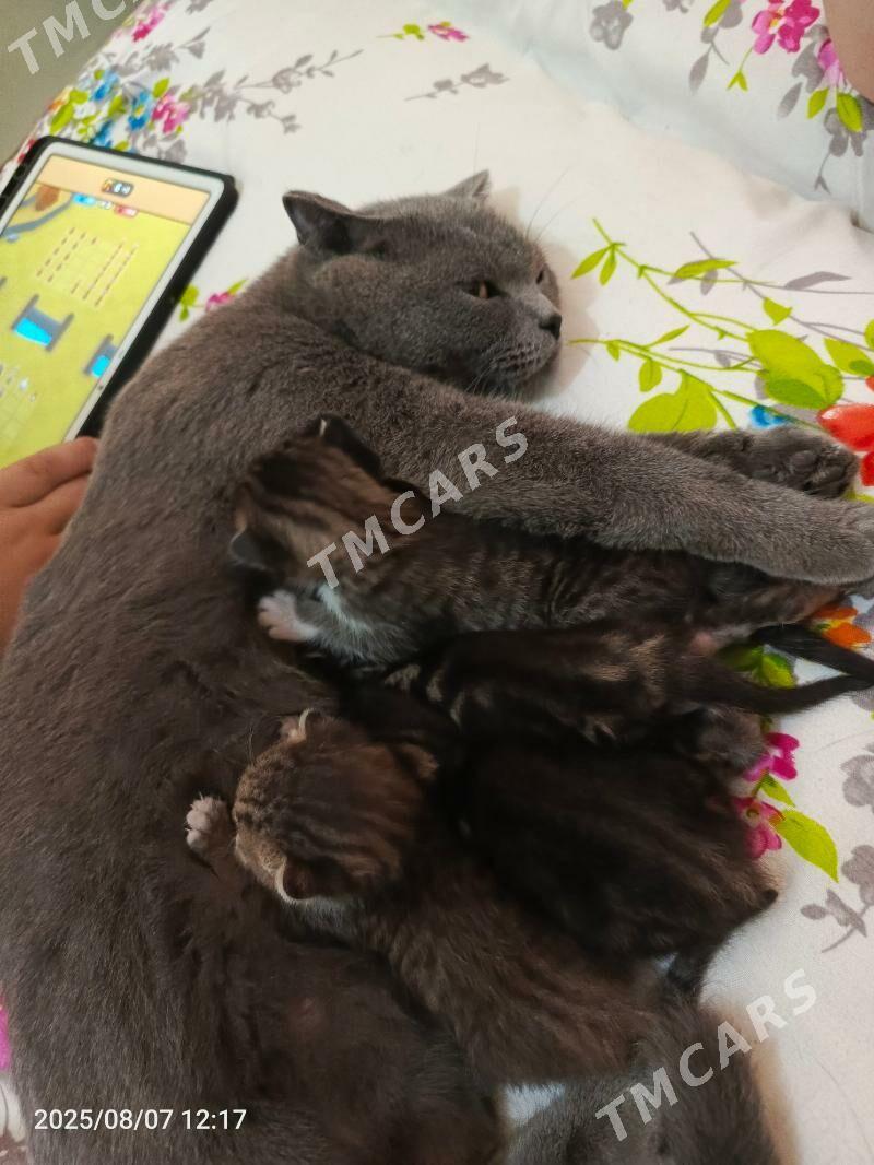 котята - Мары - img 3