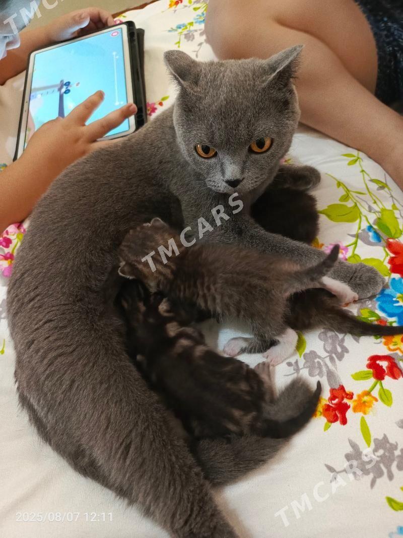 котята - Мары - img 2