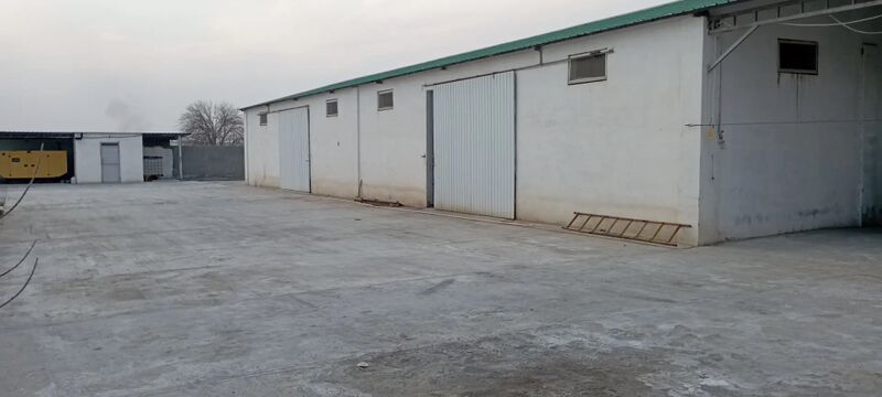 TOWUK FERMA 1-GEKTAR GOKDEPE - Aşgabat - img 2