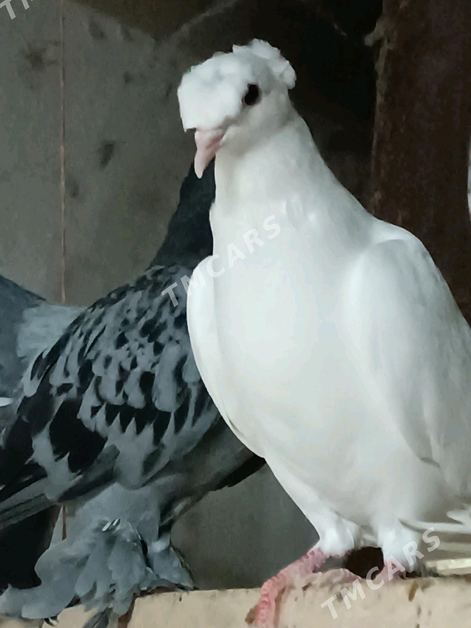 Kepderi - Mary - img 2