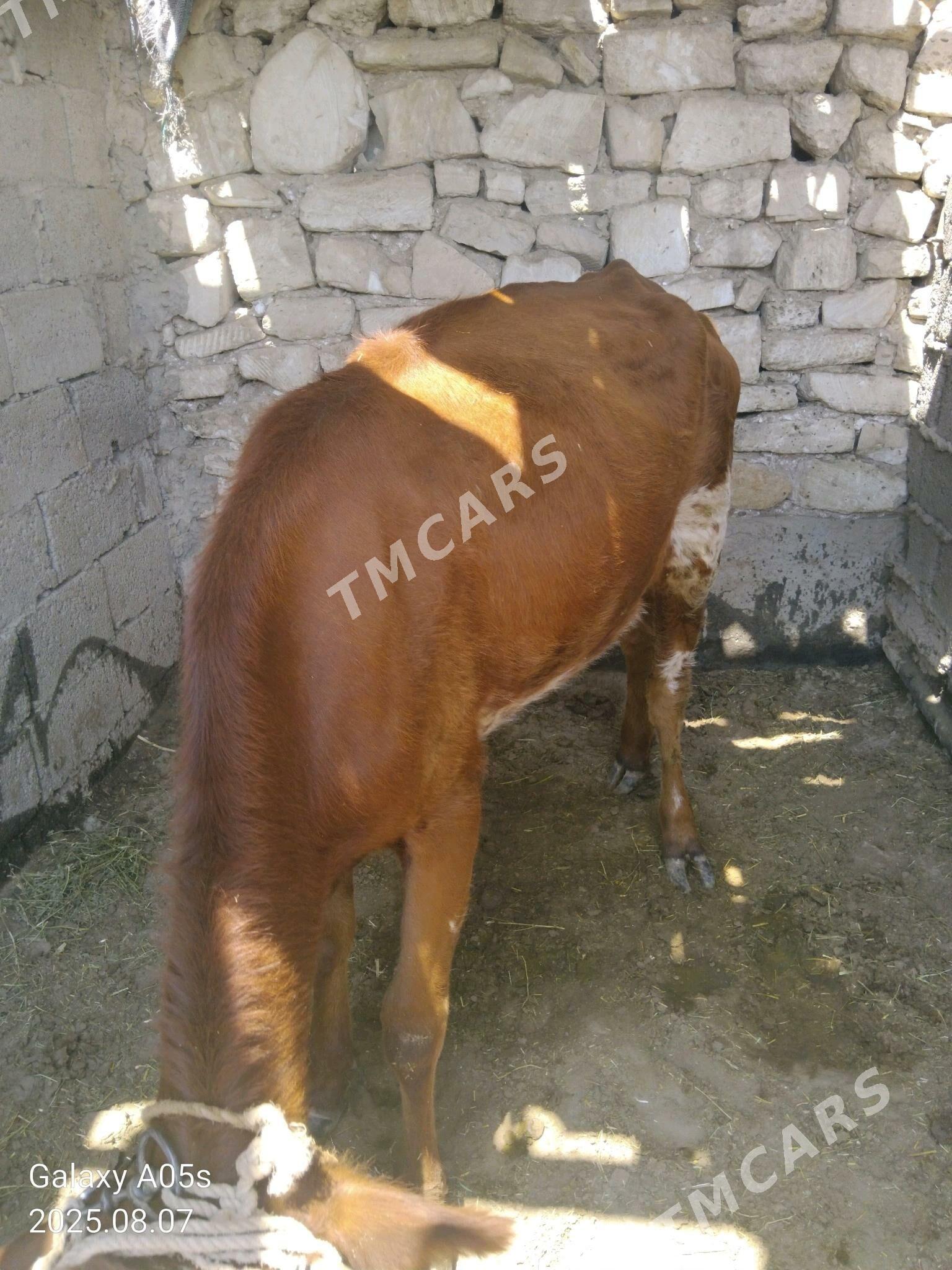 öküzler we tüweler - Джебел - img 3