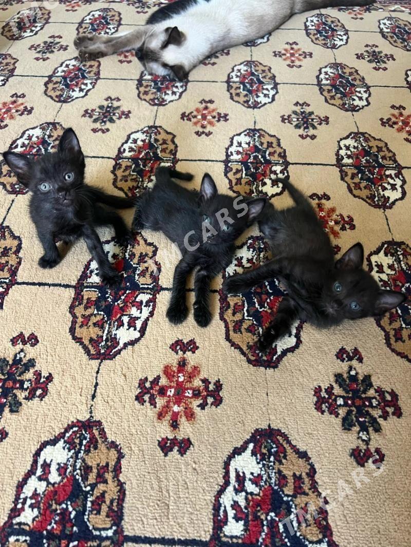 котята - Mary - img 3