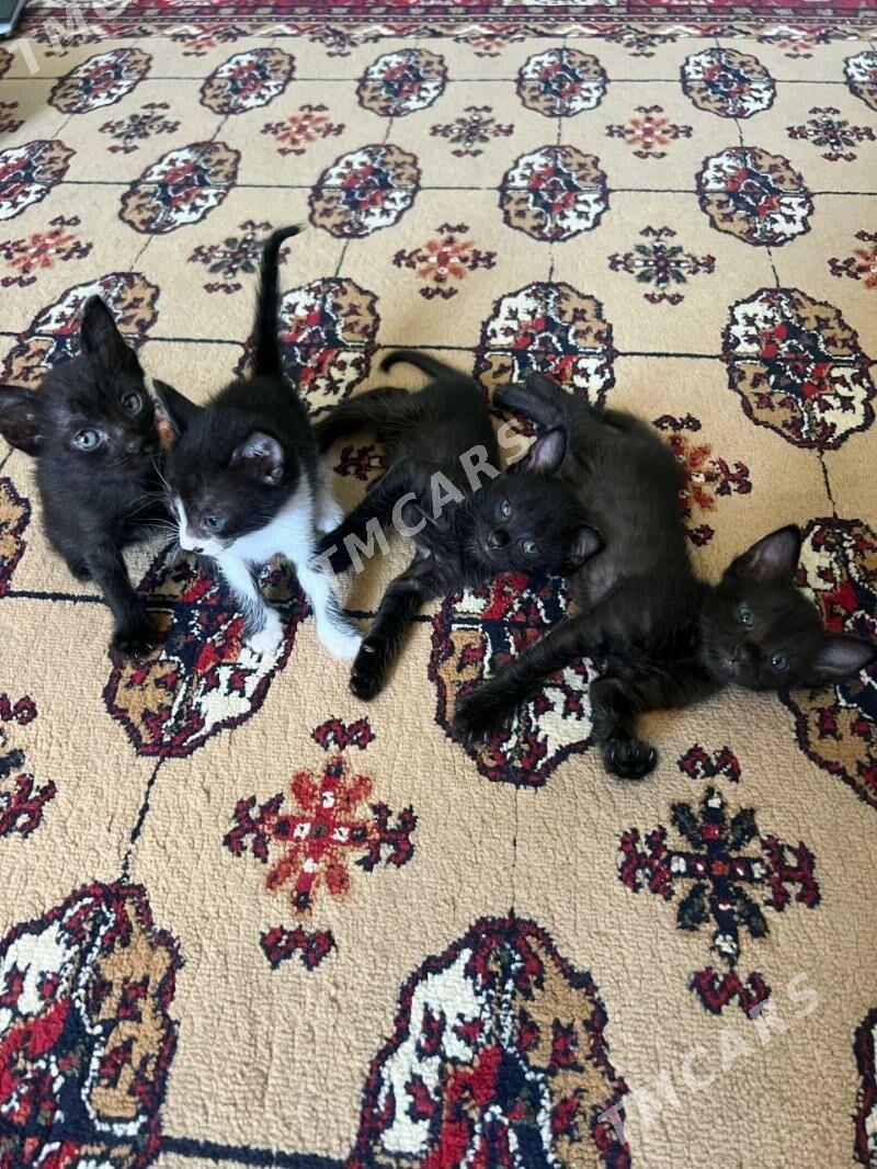 котята - Mary - img 2