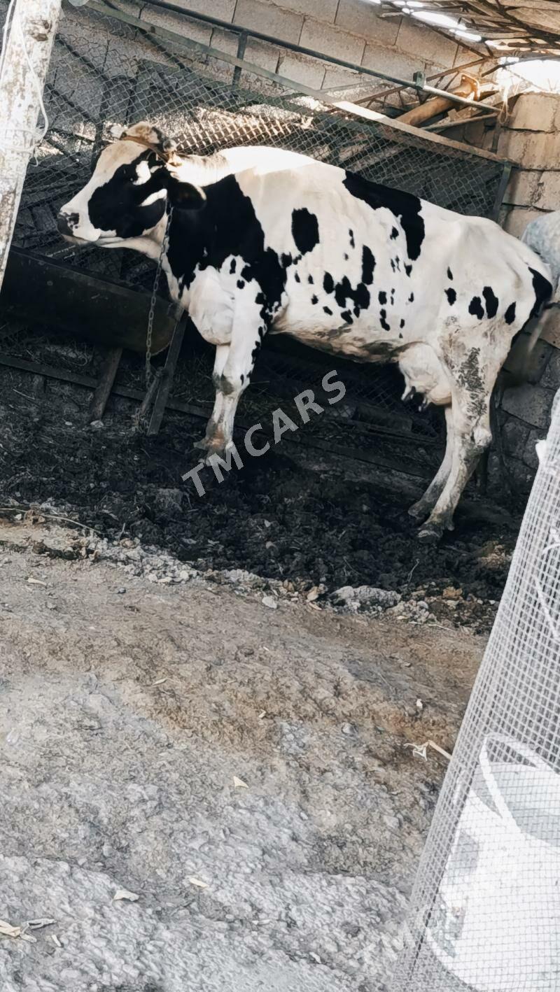 sygyr - Анев - img 2