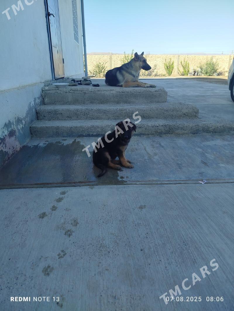 немецкий овчарка - Ак-Бугдайский этрап - img 2