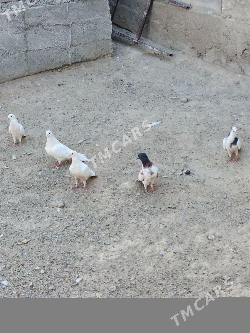 kepderi - Багир - img 2