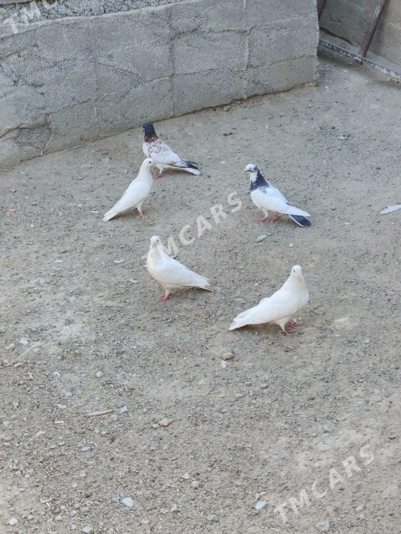 kepderi - Багир - img 3