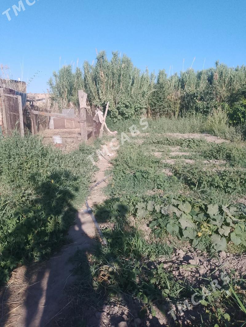 затон дача - Türkmenabat - img 5