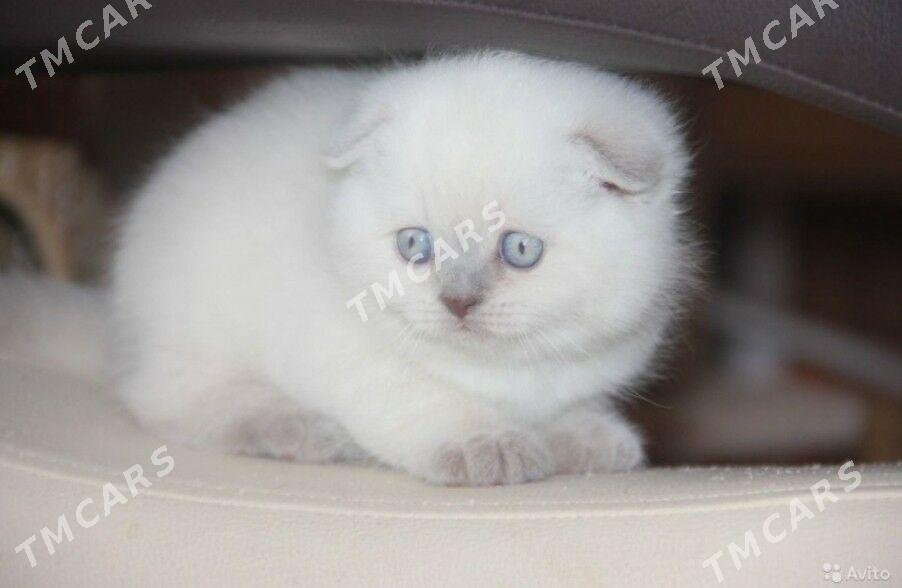 шотландские котята - Туркменбаши - img 2