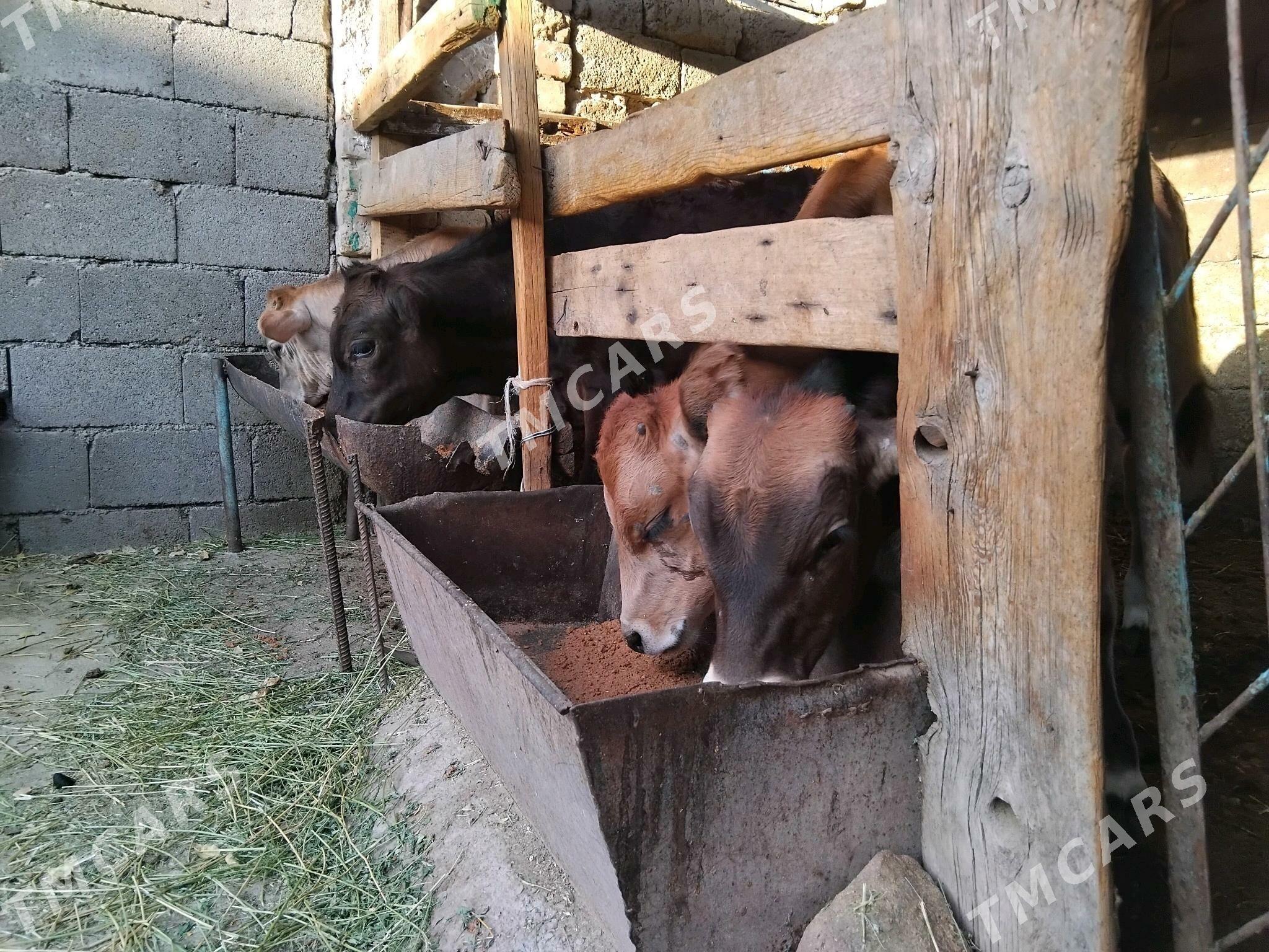 Göleler - Hitrowka - img 2
