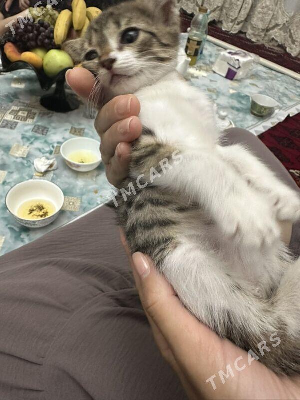 ОТДАМ КОТЕНКА - Ашхабад - img 2