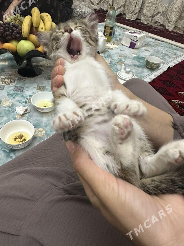 ОТДАМ КОТЕНКА - Ашхабад - img 3