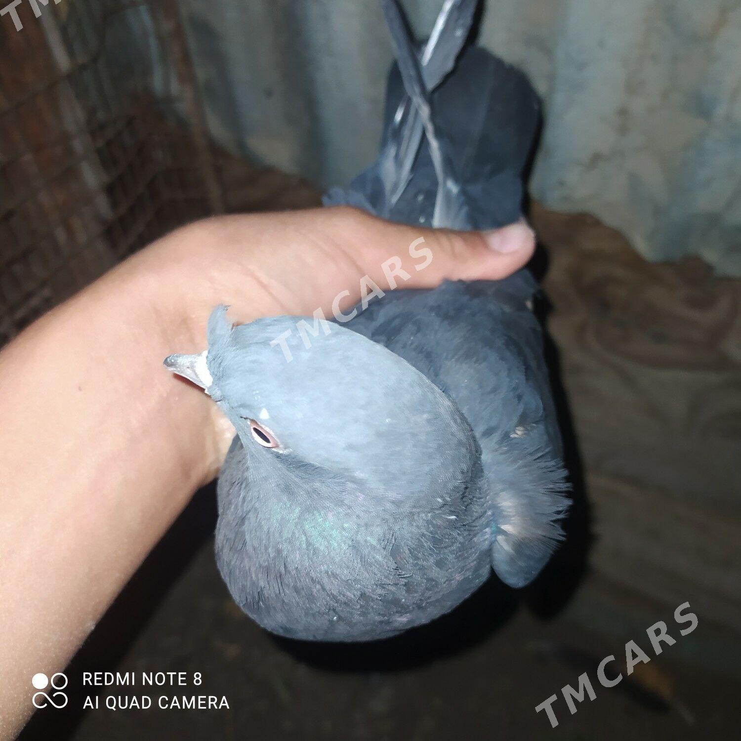 kepder - Туркменабат - img 2