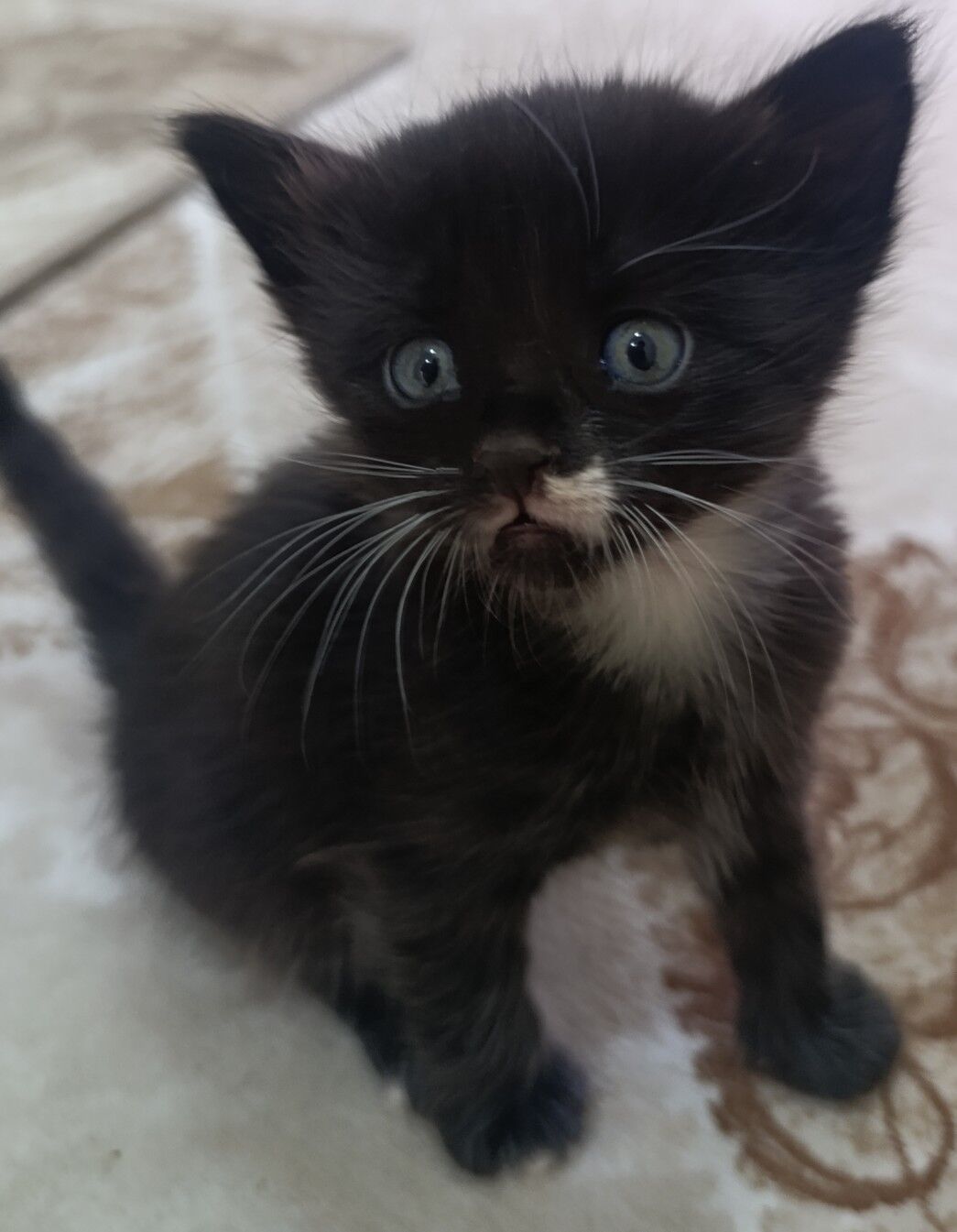 котята в добрые ручки - Türkmenbaşy - img 3