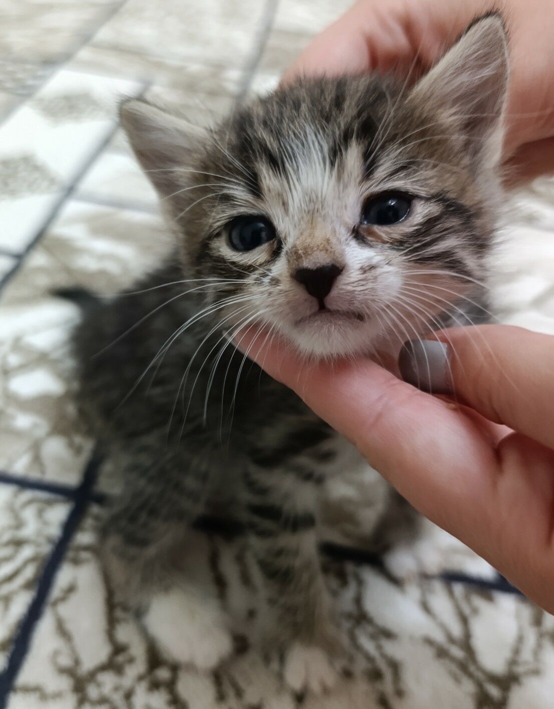 котята в добрые ручки - Türkmenbaşy - img 4