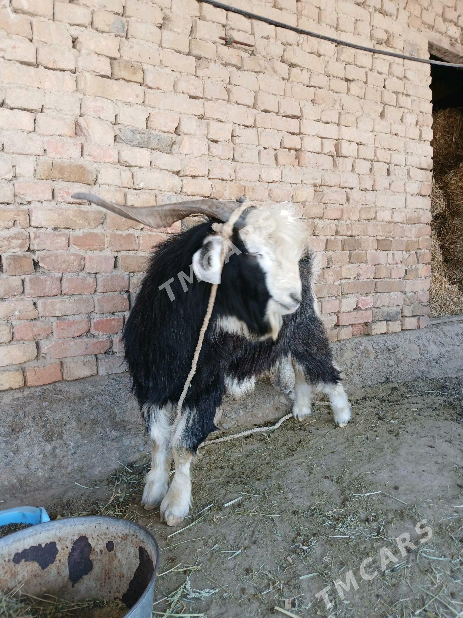 teke - Gökdepe - img 2