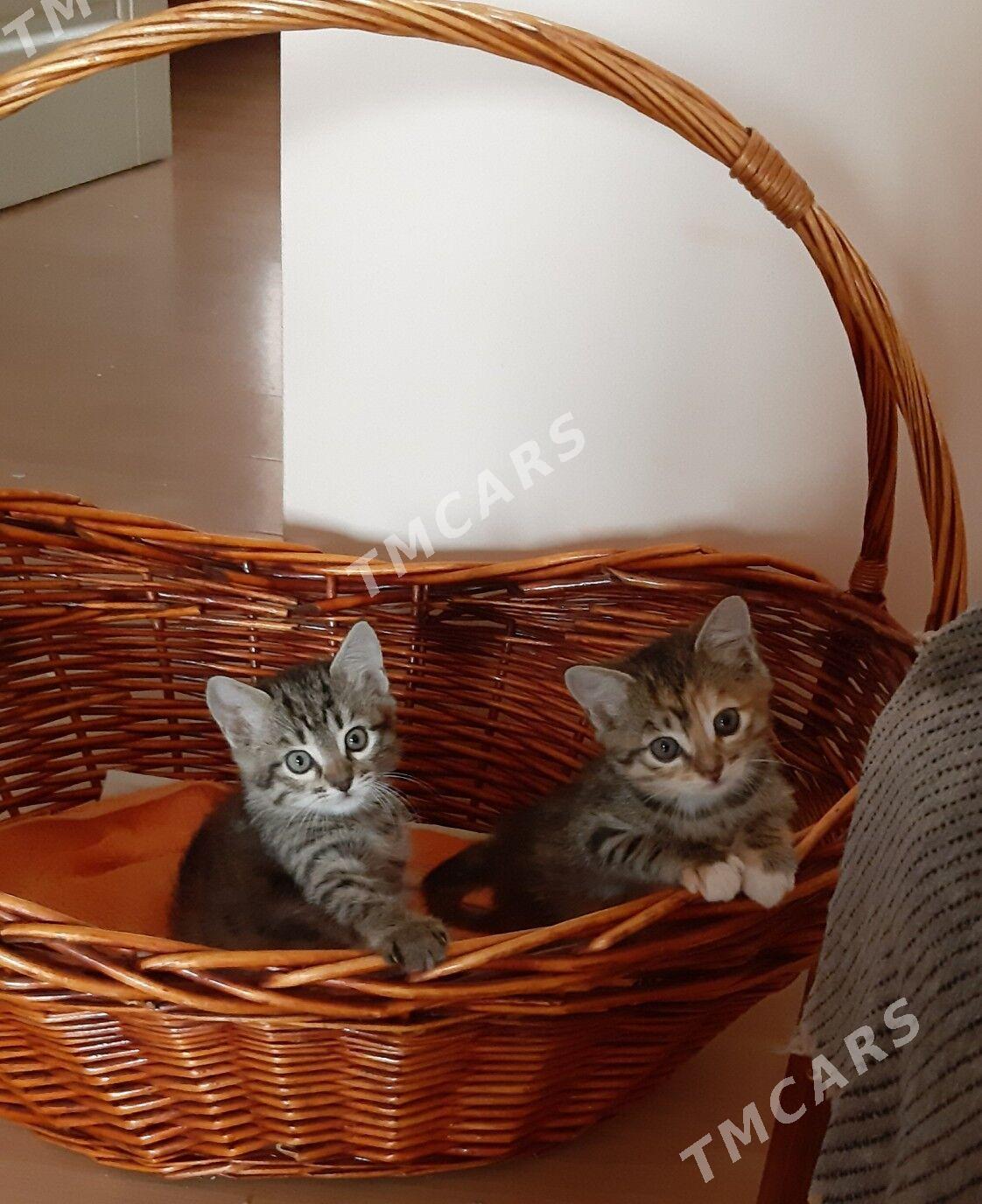 отдам котенка - Ашхабад - img 2