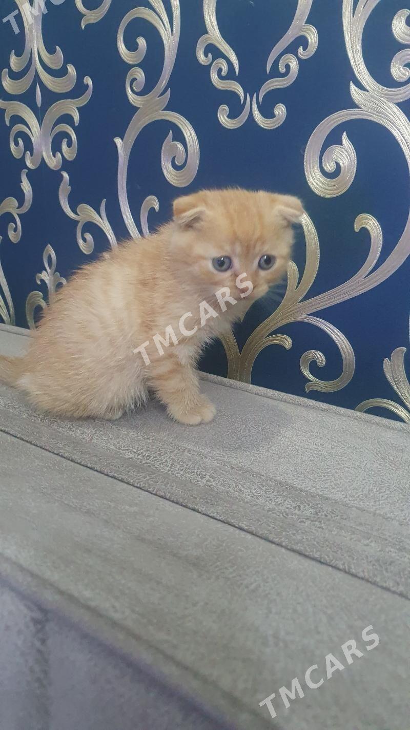 Шотландские котята - Ашхабад - img 6