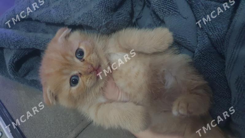 Шотландские котята - Ашхабад - img 5