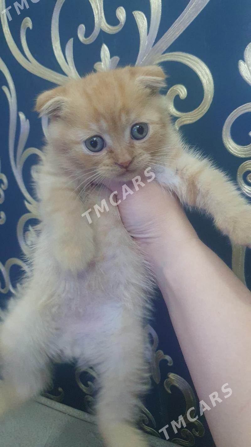 Шотландские котята - Ашхабад - img 4