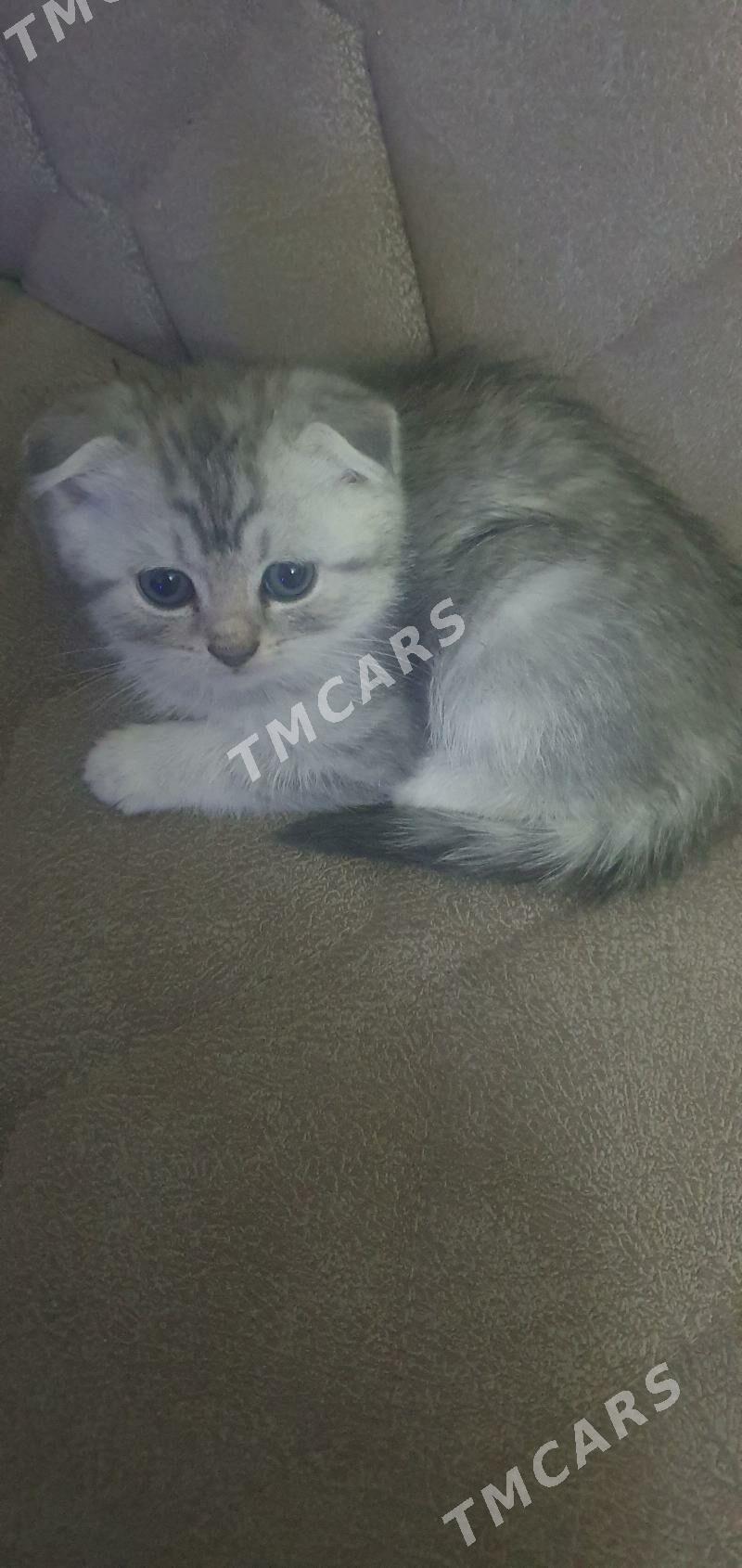 Шотландские котята - Ашхабад - img 2