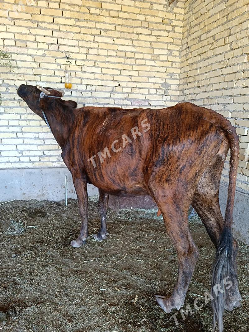 göleli sygyr - Çärjew - img 1