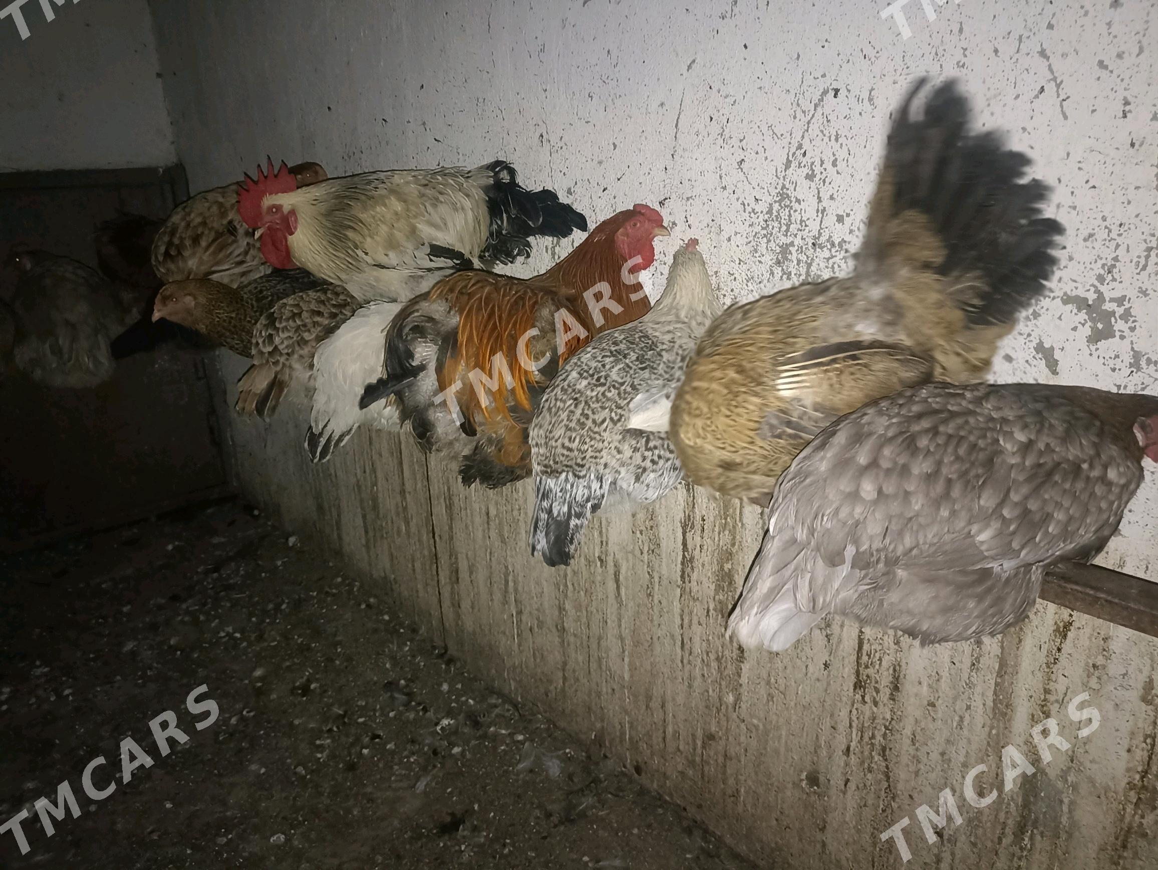 Towuk - Джебел - img 2