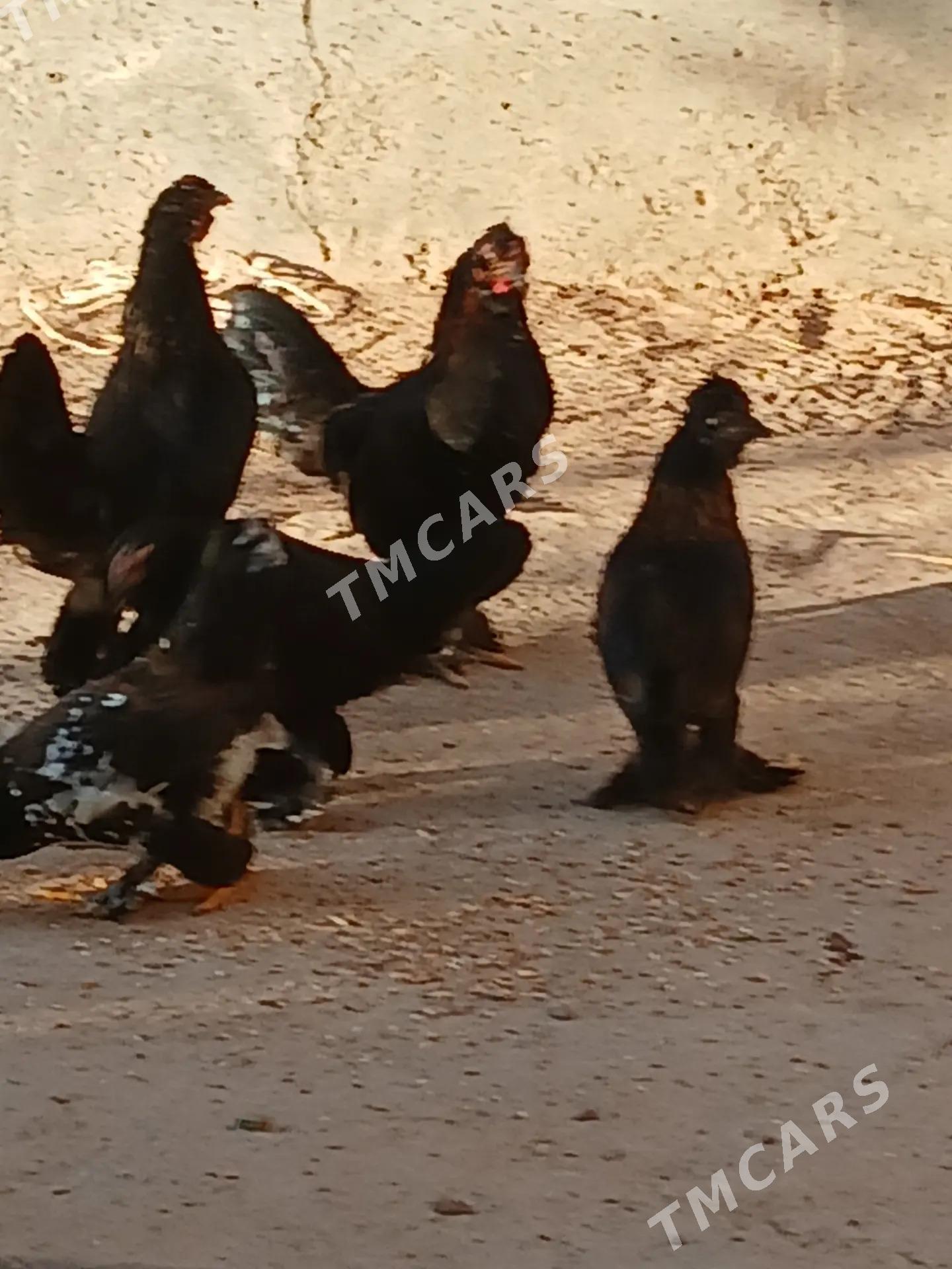 японка кырк кекечли - Çärjew - img 1