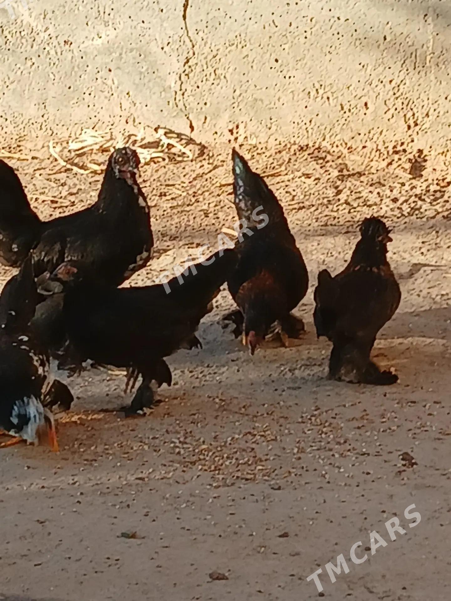 японка кырк кекечли - Çärjew - img 2
