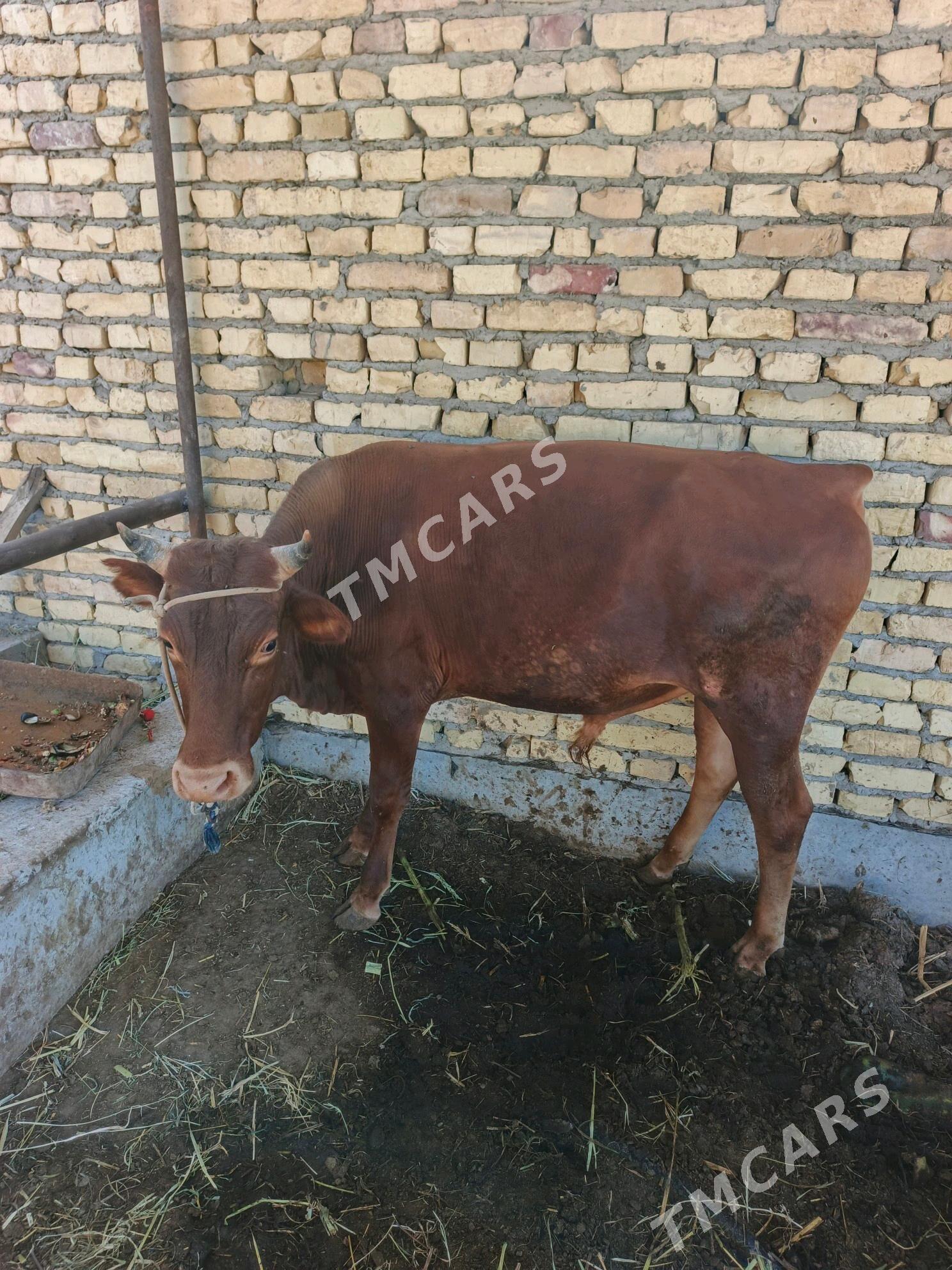 baklyk öküz - Türkmenabat - img 2
