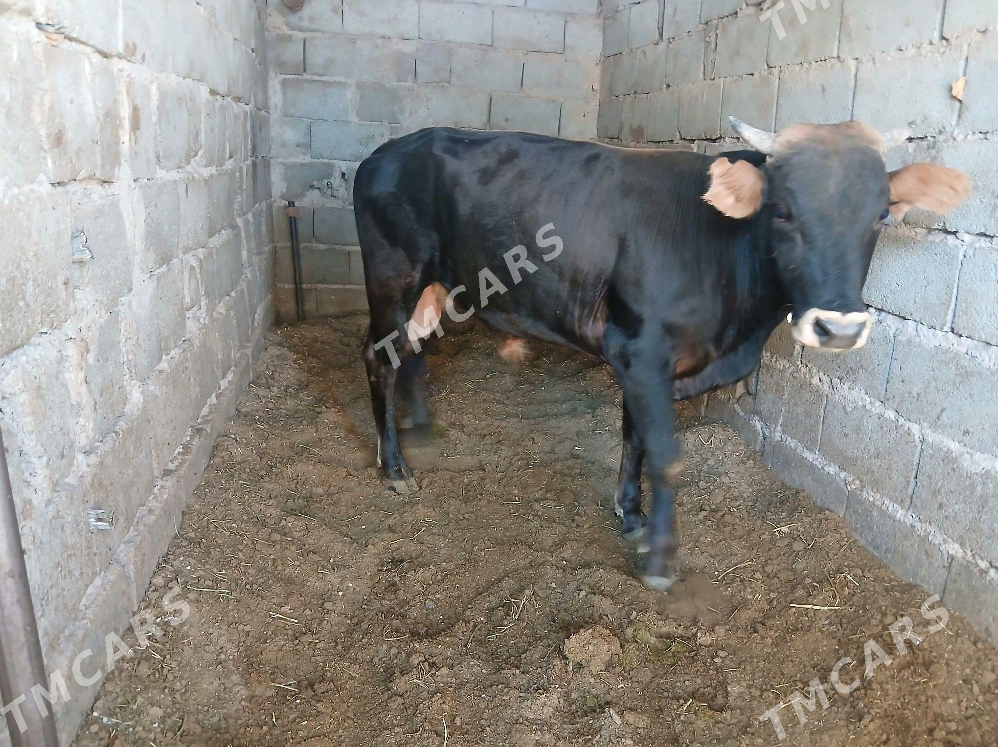 öküz - Gyzylarbat - img 2