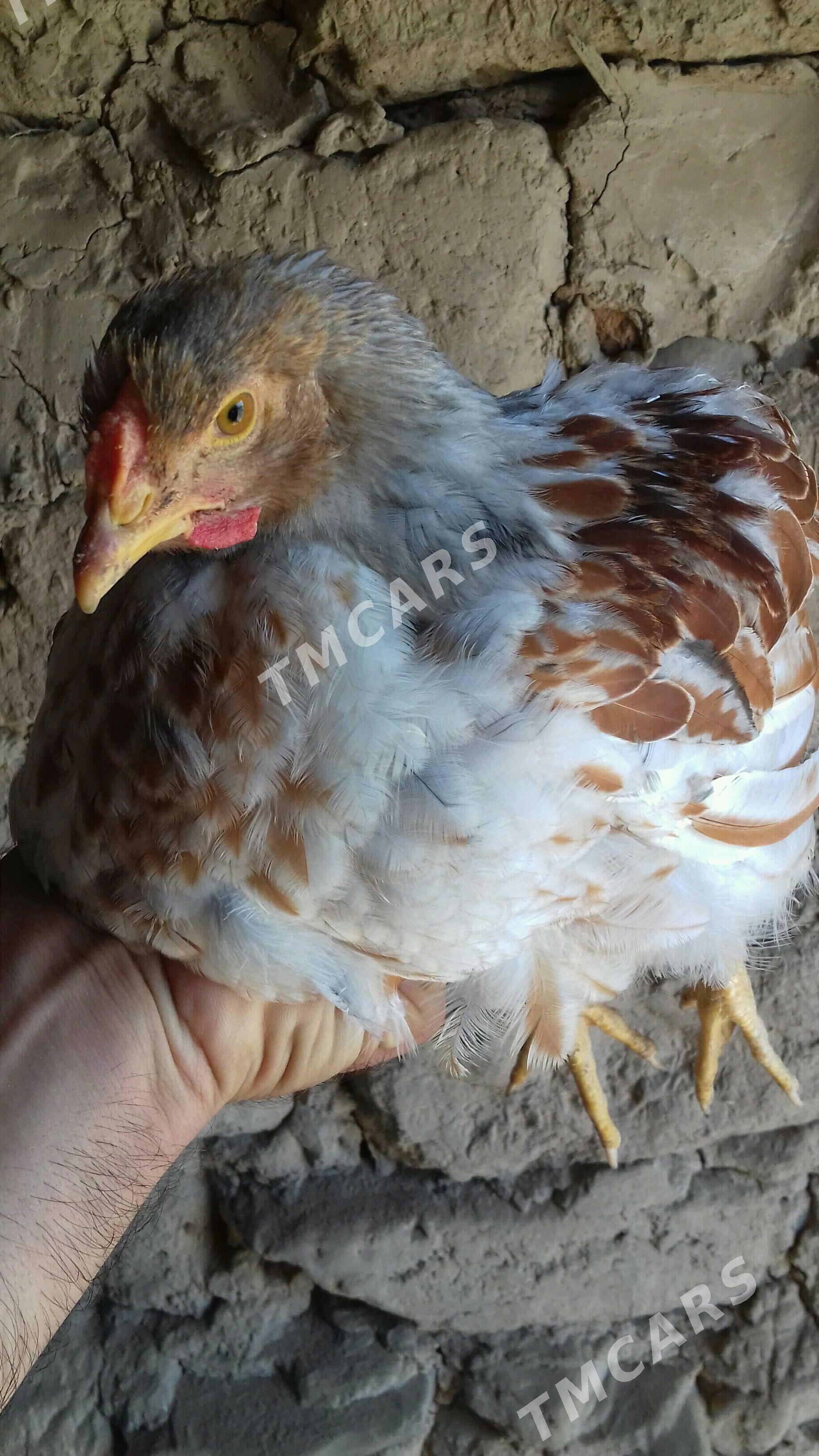 Wyandot Obmen yash induk bn - Gyzylarbat - img 3