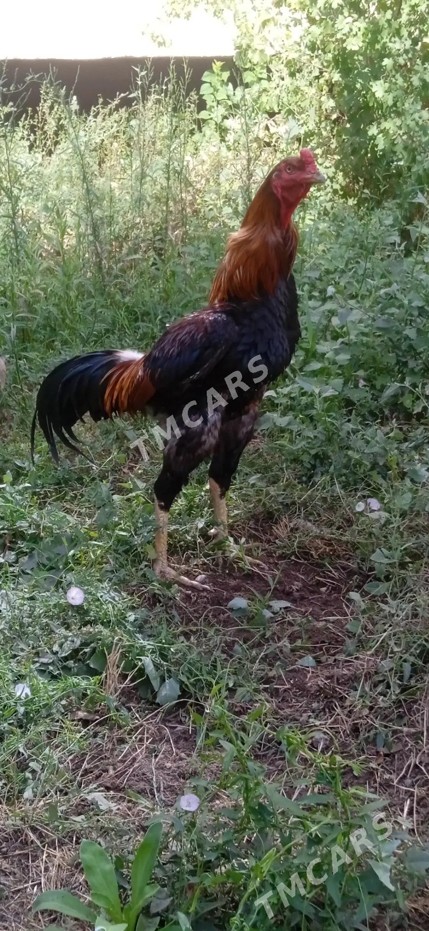 horaz - Türkmenabat - img 2