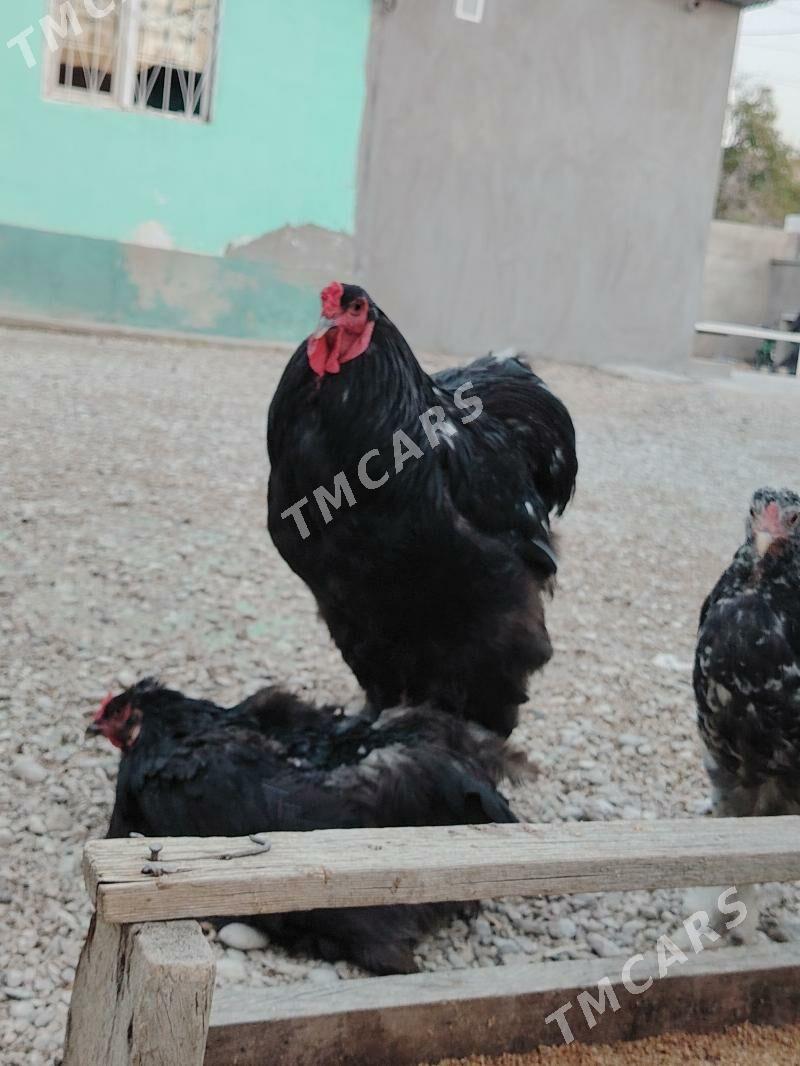 Brama Horoz - Balkanabat - img 1