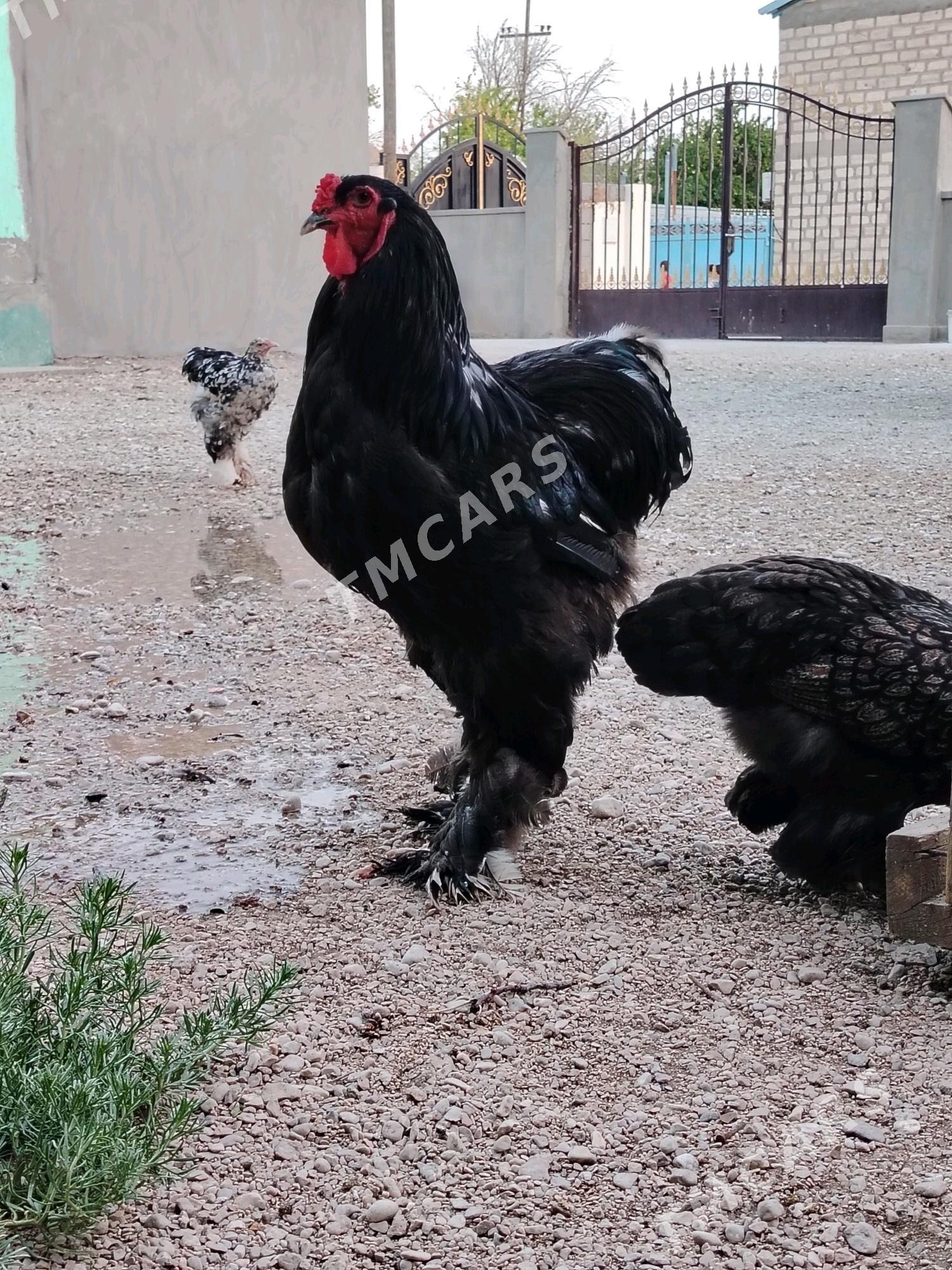 Brama Horoz - Balkanabat - img 2