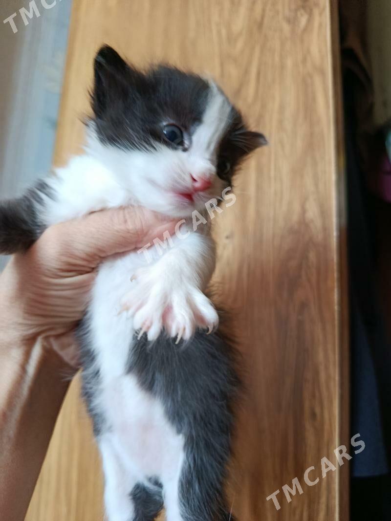 котята в заботливые руки - 4 мкр - img 3