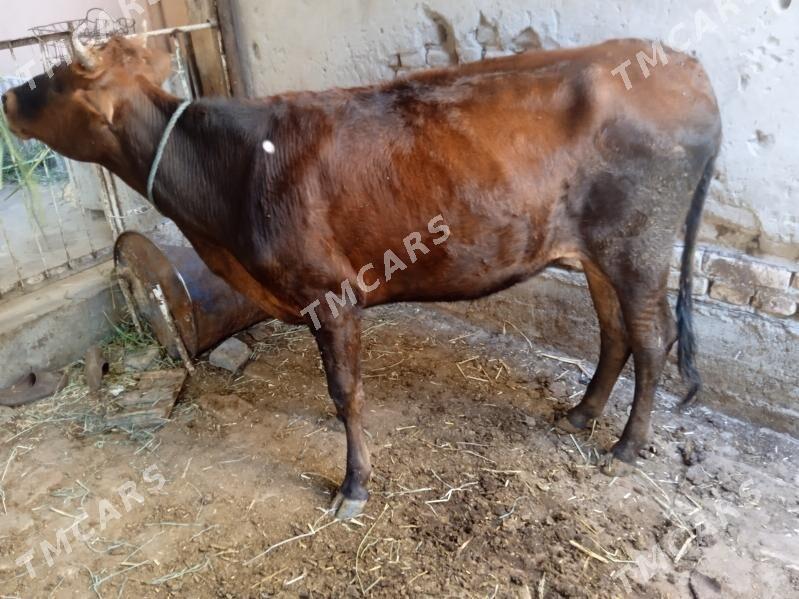 öküzler ve unajynlar - Türkmenabat - img 3