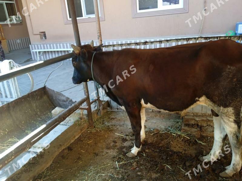 öküzler ve unajynlar - Türkmenabat - img 4