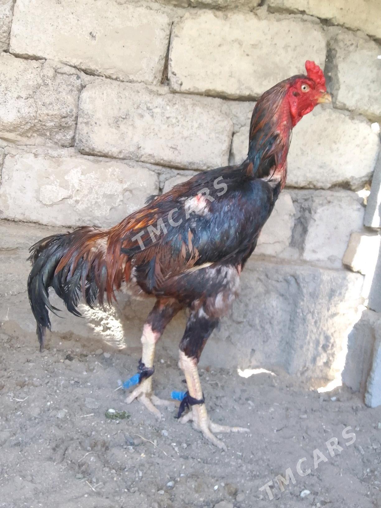 Horoz - Gökdepe - img 2