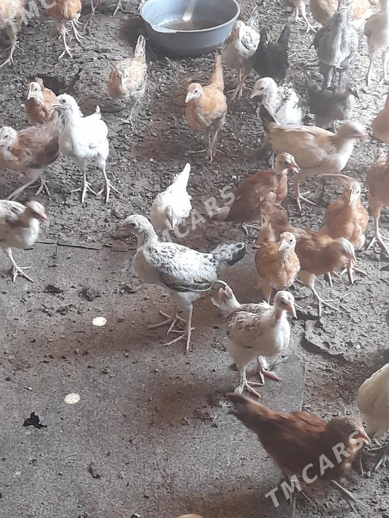 juyje - Çoganly - img 3
