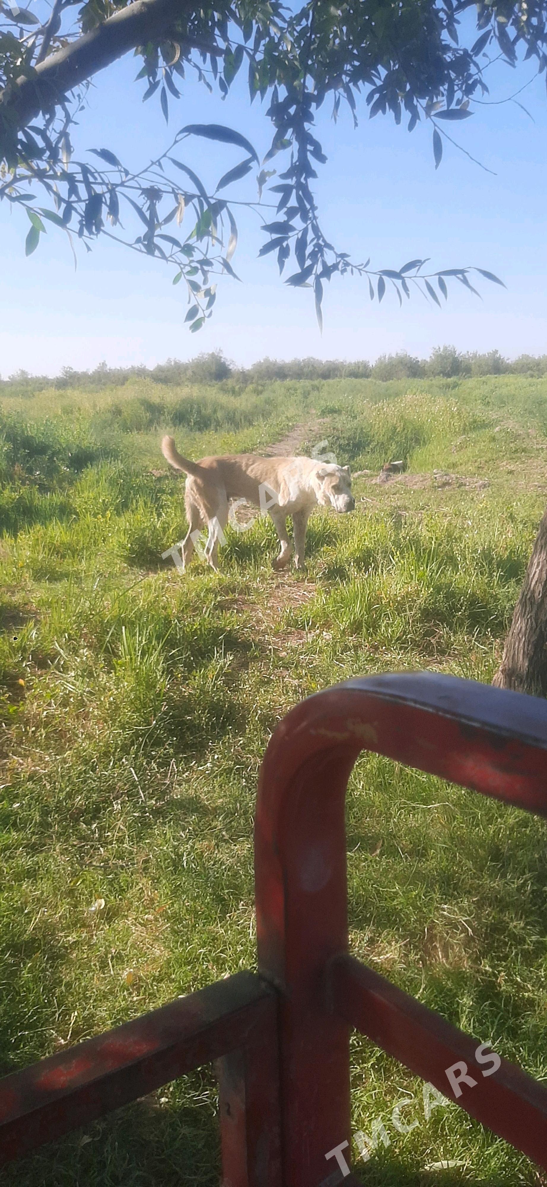 Gaplaň - Теджен - img 3