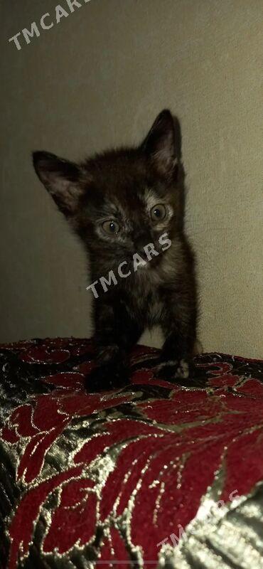 КОТЯТА - Türkmenbaşy - img 4