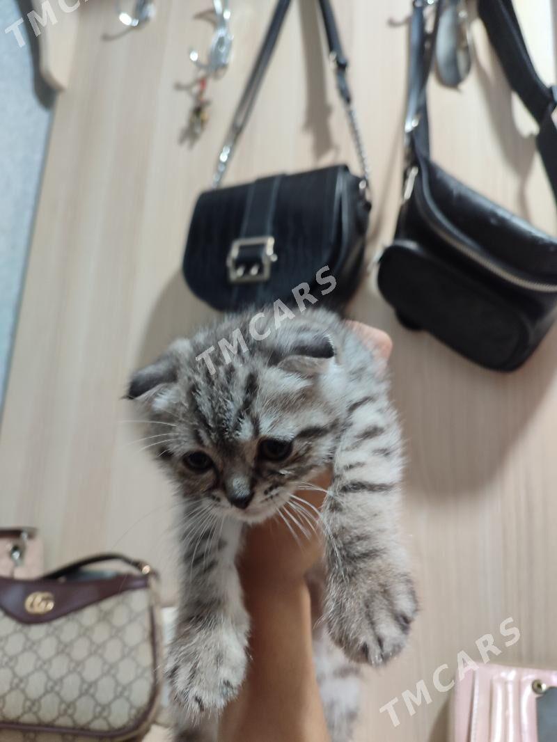 котята - Türkmenabat - img 2