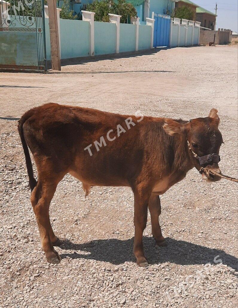 öküz - Balkanabat - img 1