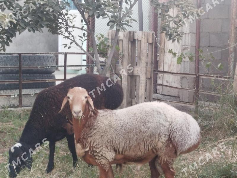 gisar goç - Gökdepe - img 2