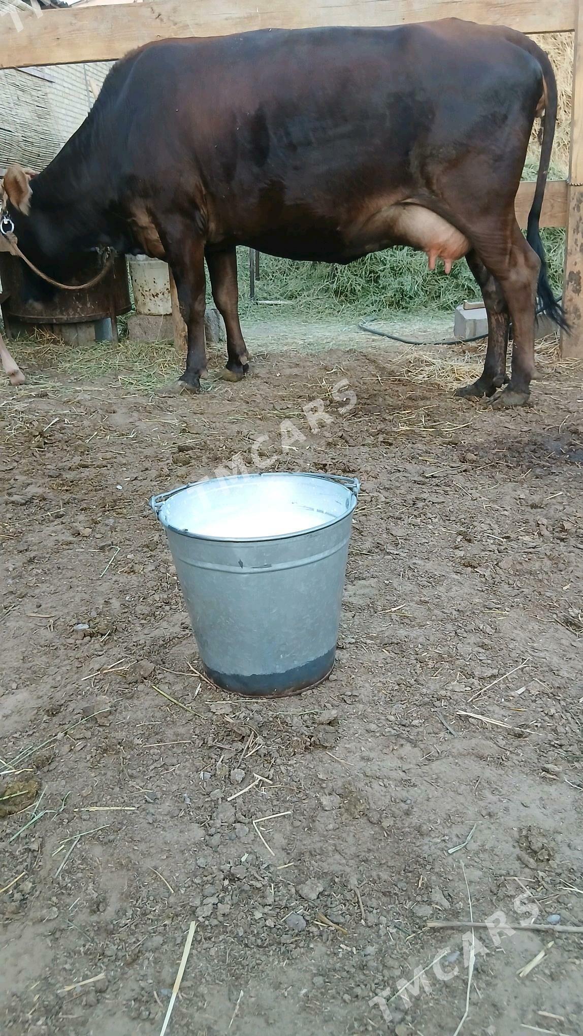 Sygyr - Gökdepe - img 3